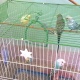 australian-budgies-for-sale-australian-budgies-karachi-1