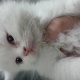 persian-kittens-for-sale-persian-cats-lahore-1