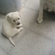 golden-chance-for-labrador-lovers-pure-labrador-puppies-labrador-retriever-rawalpindi-9