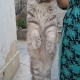 persian-cat-and-kittens-for-sale-persian-cats-karachi-2