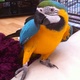 gorgeous-female-macaw-requires-5-home-macaws-islamabad-2