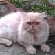 golden-extreme-punch-face-with-triple-coated-fur-cat-pair-urgent-sale-contact-03476583525-persian-cats-lahore-5