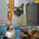 siamese-cat-for-adoption-siamese-lahore-1