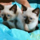 purebred-ragdoll-kittens-himalayan-ali-pur