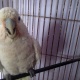 semi-tamed-goffin-cockatoo-for-sale-in-pakistan-cockatoos-bahawalpur-2