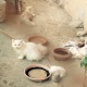 six-triple-coat-persian-doll-faced-kittens-for-sale-persian-cats-lahore-cant-3