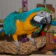 cute-hahns-macaw-macaws-attock-2