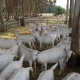 british-saanen-goats-for-sale-adults-with-kids-golden-pheasant-islamabad-1