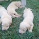 labrador-pups-for-sale-labrador-retriever-lahore-3