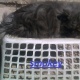 imported-pure-triple-coat-101-punched-face-kitten-male-on-cheap-persian-cats-lahore-2