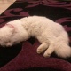 persian-cat-for-9-000-only-persian-cats-islamabad-1