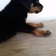 rottweiler-puppies-available-rottweiler-rawalpindi-1