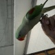 hand-tamed-male-alexandrine-raw-parrot-for-sale-alexandrine-parrot-rawalpindi-1