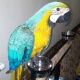 blue-and-gold-macaw-for-sale-macaws-lahore-4