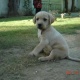 labrador-puppies-for-sale-in-rawalpindi-labrador-retriever-rawalpindi-3