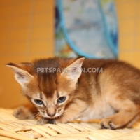 adorable-abyssinian-kittens-searching-loving-home-the-abyssinian-amir-pur-sadat