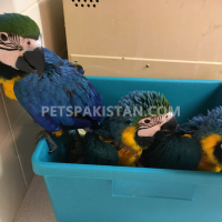 blue-and-gold-macaw-parrots-for-free-adoption-macaws-islamabad-2