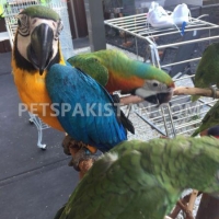 blue-and-gold-macaw-parrots-for-free-adoption-macaws-islamabad-3