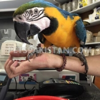 blue-and-gold-macaw-parrots-for-free-adoption-macaws-islamabad-5