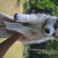 siberian-husky-pedigree-puppies-other-islamabad-2