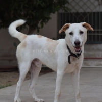 9-month-dog-for-sale-other-karachi-2