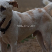 9-month-dog-for-sale-other-karachi-3