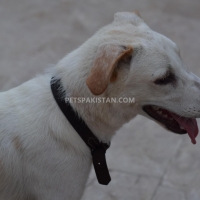 9-month-dog-for-sale-other-karachi-4