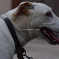 9-month-dog-for-sale-other-karachi-5