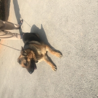 male-german-shepherd-german-shepherd-peshawar-4