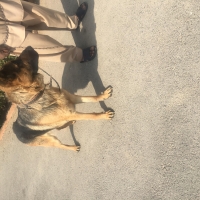 male-german-shepherd-german-shepherd-peshawar-2