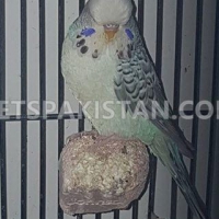 fallow-exhibition-for-sale-eclectus-parrots-lahore-3