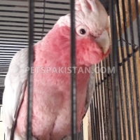 galah-cockatoo-rose-breasted-cokatoo-cockatoos-lahore-2