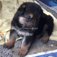 gorgeous-german-shepherd-puppies-german-shepherd-allah-abad-2