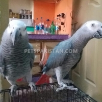 african-grey-parrots-pair-african-grey-parrot-islamabad-2