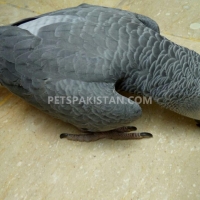 african-grey-parrot-african-grey-parrot-lahore-4