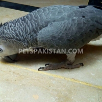 african-grey-parrot-african-grey-parrot-lahore-5