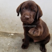 puppies-labrador-retriever-karachi-1