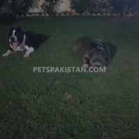 american-bully-pair-american-pitbull-islamabad-2