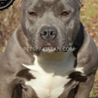 american-bully-pair-american-pitbull-islamabad-3