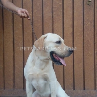 pair-labrador-retriever-pedigree-labrador-retriever-lahore-2