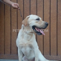 pair-labrador-retriever-pedigree-labrador-retriever-lahore-3