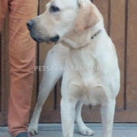 pair-labrador-retriever-pedigree-labrador-retriever-lahore-4