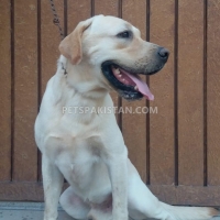 pair-labrador-retriever-pedigree-labrador-retriever-lahore-5