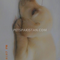 active-female-friendly-labrador-puppy-labrador-retriever-lahore-2