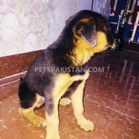 excellent-quality-german-shepherd-dog-2-months-double-coat-male-pup-german-shepherd-lahore-2