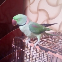 raw-alexander-parrot-alexandrine-parrot-karachi-3