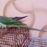 raw-alexander-parrot-alexandrine-parrot-karachi-2