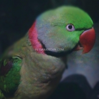 alexandrine-parrot-raw-tota-male-alexandrine-parrot-faisalabad-4