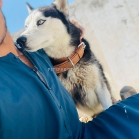 siberian-husky-alsatian-peshawar-2