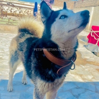 siberian-husky-alsatian-peshawar-4